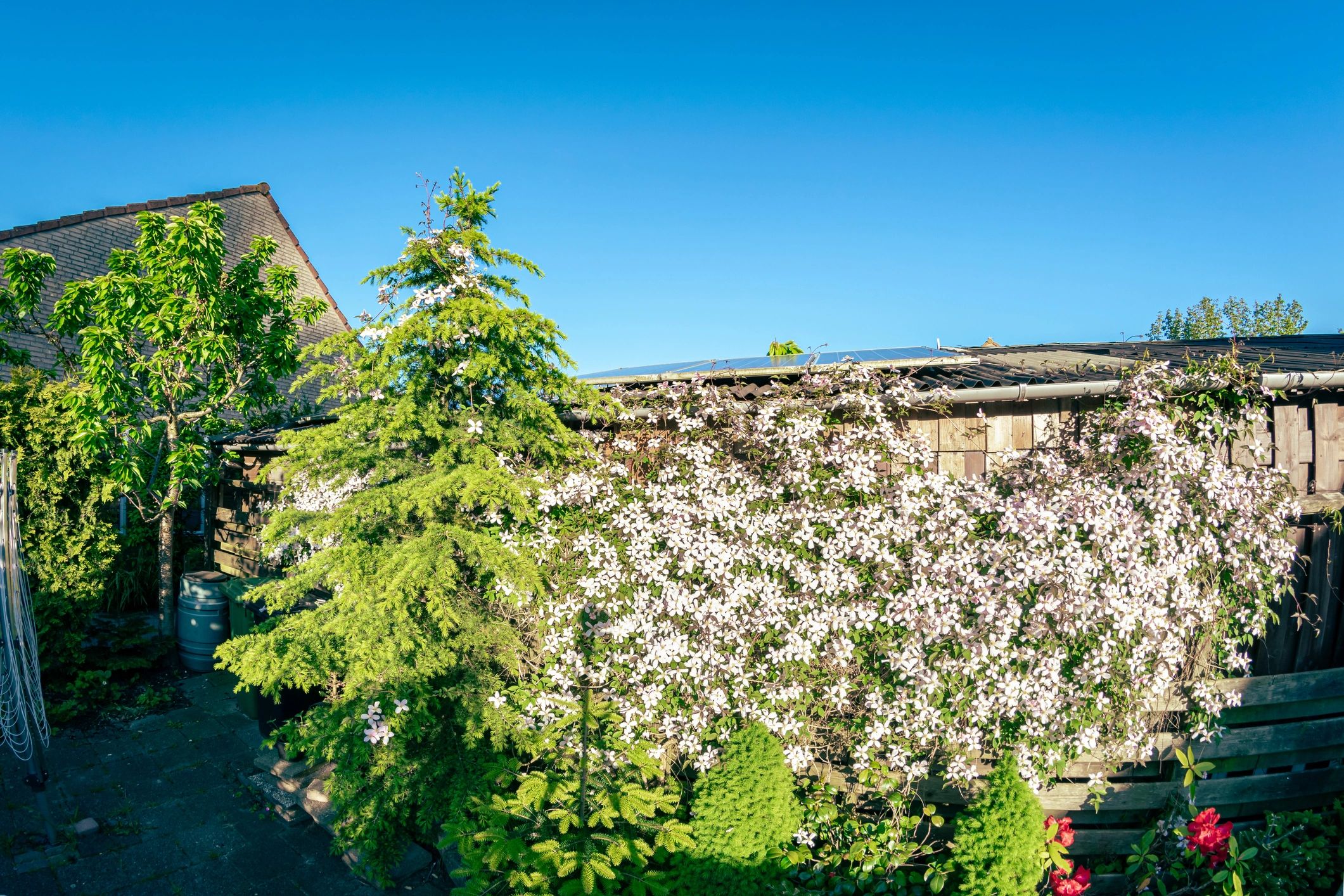Backyard landscape with cedar tree and flowering plants